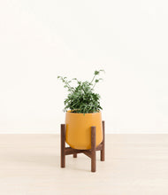 Load image into Gallery viewer, Mustard stand:walnut