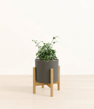 Load image into Gallery viewer, Dark Olive stand:bamboo