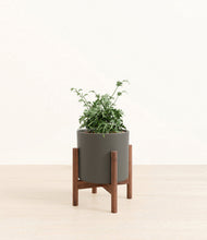 Load image into Gallery viewer, Dark Olive stand:walnut