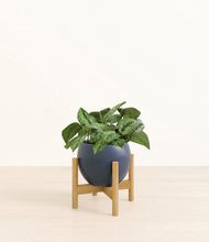 Load image into Gallery viewer, Deep Navy stand:bamboo