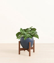 Load image into Gallery viewer, Deep Navy stand:walnut