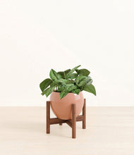 Load image into Gallery viewer, Calm Rose stand:walnut