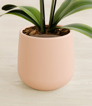 Load image into Gallery viewer, Gentle Pink stand:all