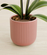 Load image into Gallery viewer, Striped Rose Pink stand:all