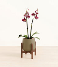 Load image into Gallery viewer, Olive stand:walnut