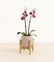 Load image into Gallery viewer, Eternal Gray stand:bamboo