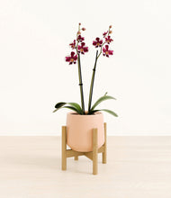 Load image into Gallery viewer, Gentle Pink stand:bamboo