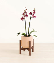 Load image into Gallery viewer, Gentle Pink stand:walnut