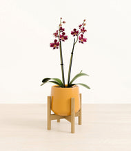 Load image into Gallery viewer, Mustard stand:bamboo