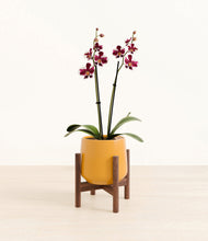 Load image into Gallery viewer, Mustard stand:walnut