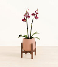 Load image into Gallery viewer, Calm Rose stand:walnut