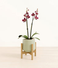 Load image into Gallery viewer, Turquoise stand:bamboo