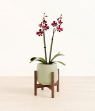 Load image into Gallery viewer, Turquoise stand:walnut