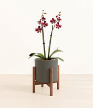 Load image into Gallery viewer, Dark Olive stand:walnut