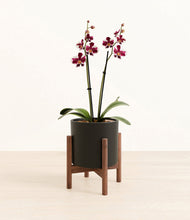 Load image into Gallery viewer, Black stand:walnut