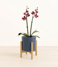 Load image into Gallery viewer, Deep Navy stand:bamboo