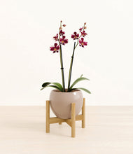 Load image into Gallery viewer, Desert Brown stand:bamboo