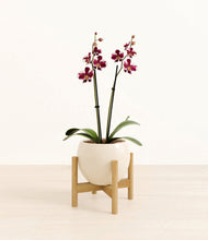 Load image into Gallery viewer, Shiny EggWhite stand:bamboo