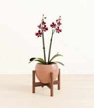 Load image into Gallery viewer, Calm Rose stand:walnut