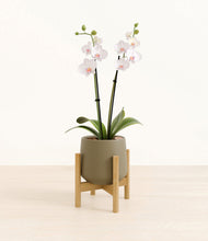 Load image into Gallery viewer, Olive stand:bamboo