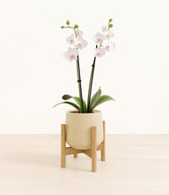 Load image into Gallery viewer, Almond Green stand:bamboo