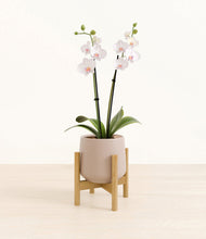 Load image into Gallery viewer, Eternal Gray stand:bamboo