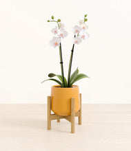 Load image into Gallery viewer, Mustard stand:bamboo