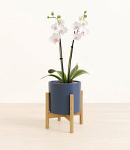 Load image into Gallery viewer, Deep Navy stand:bamboo