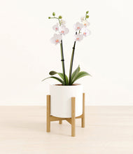 Load image into Gallery viewer, White stand:bamboo