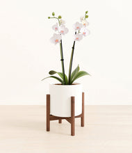 Load image into Gallery viewer, White stand:walnut