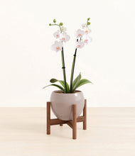 Load image into Gallery viewer, Winter Clouds stand:walnut