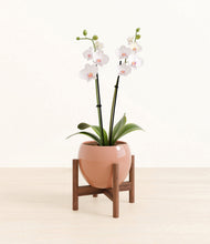 Load image into Gallery viewer, Calm Rose stand:walnut