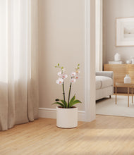 Load image into Gallery viewer, White