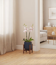 Load image into Gallery viewer, Deep Navy stand:walnut