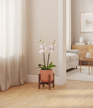 Load image into Gallery viewer, Calm Rose stand:walnut