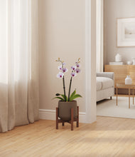 Load image into Gallery viewer, Olive stand:walnut