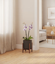 Load image into Gallery viewer, Dark Olive stand:walnut