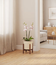 Load image into Gallery viewer, Cream stand:walnut