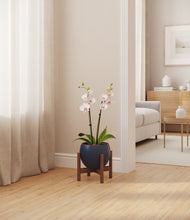 Load image into Gallery viewer, Deep Navy stand:walnut