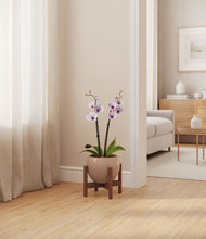 Load image into Gallery viewer, Desert Brown stand:walnut