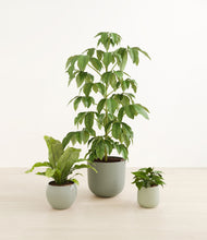 Load image into Gallery viewer, Earthy