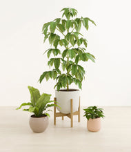 Load image into Gallery viewer, Sandy stand:one_stand