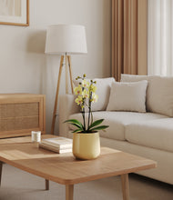 Load image into Gallery viewer, Almond Green