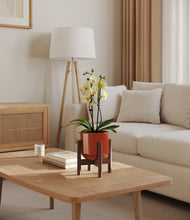 Load image into Gallery viewer, Glossy Red stand:walnut