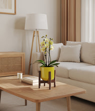 Load image into Gallery viewer, Key Lime Yellow stand:walnut