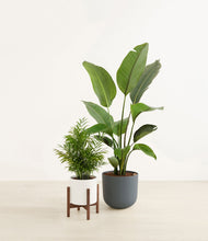 Load image into Gallery viewer, Aloe Vera stand:one_stand