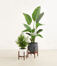 Load image into Gallery viewer, Aloe Vera stand:two_stands