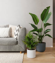 Load image into Gallery viewer, Aloe Vera