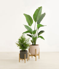 Load image into Gallery viewer, Olive Branch stand:two_stands