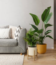 Load image into Gallery viewer, Tiger Lily stand:one_stand